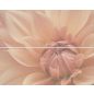 Zala-Carn-Dek. ms Dahlia F-53021 2db/szett 20x50 cm